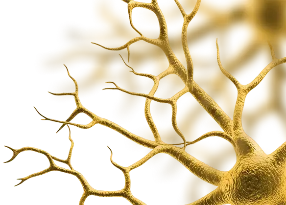 Neurons